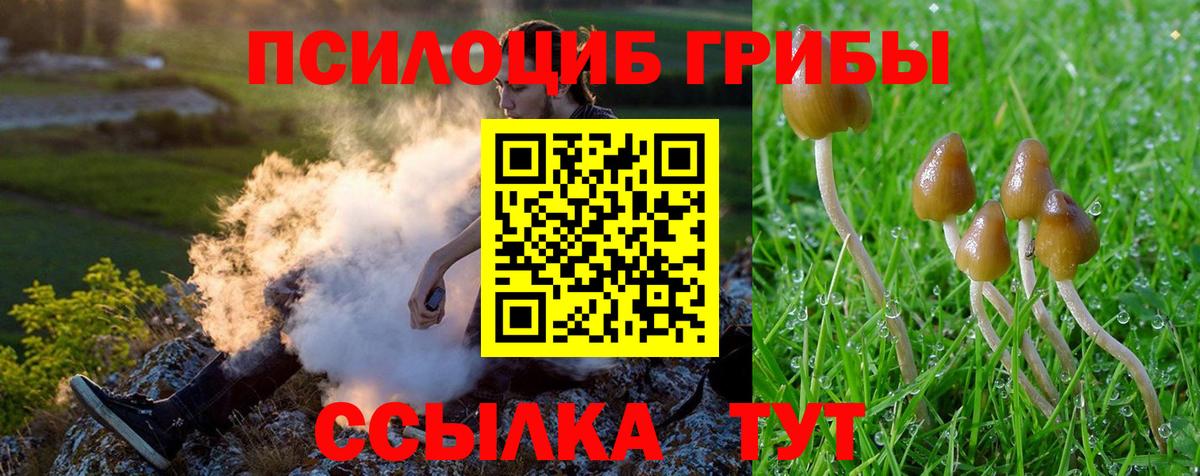 Псилоцибиновые грибы Psilocybe Минеральные Воды
